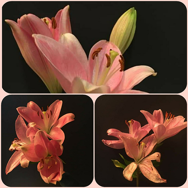 A Gift - The Beauty of a Lily 2