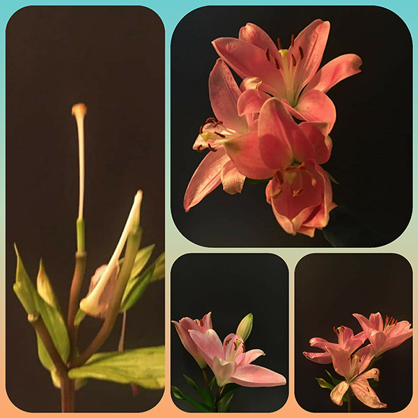 A Gift - The Beauty of a Lily 3