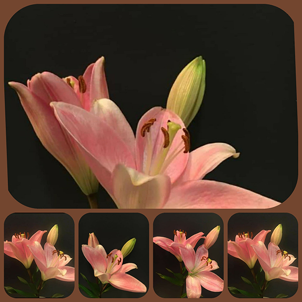 A Gift - The Beauty of a Lily 4
